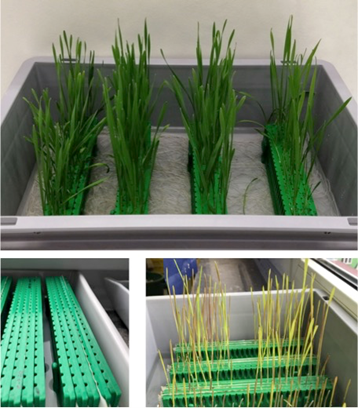 Przygotowanie siewek