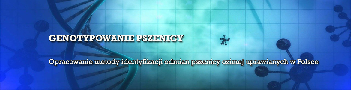 Genotypowanie pszenicy ozimej